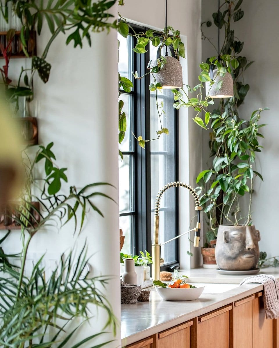seasonal light colors on indoor plants