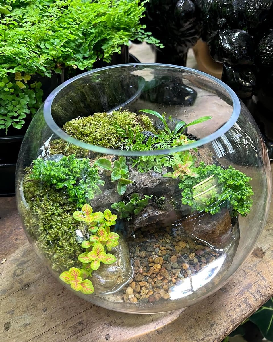 glass aquarium terrarium with aquatic plants