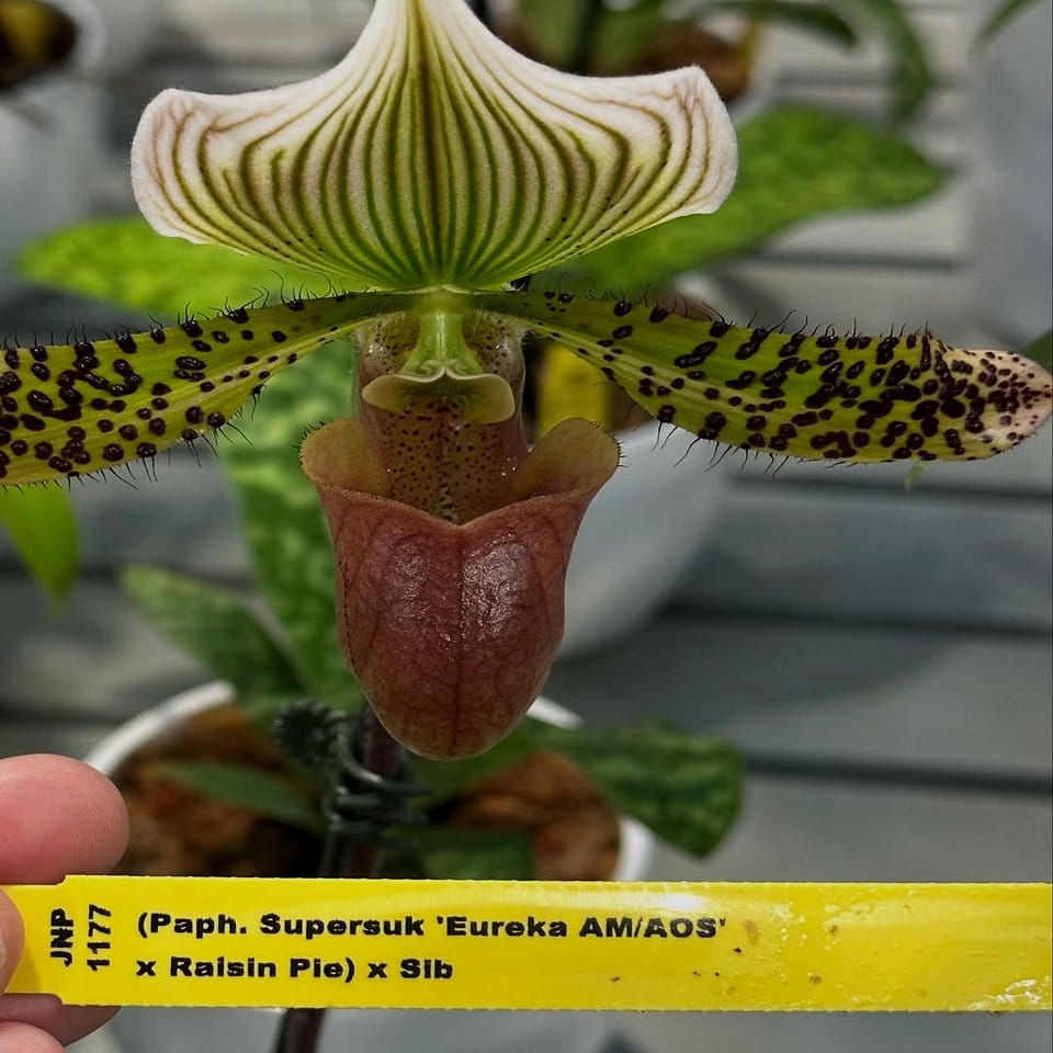 Bright orchid blooms among green plants