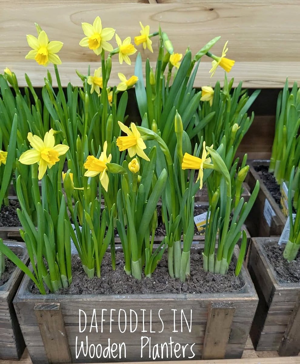 plants in wooden crates