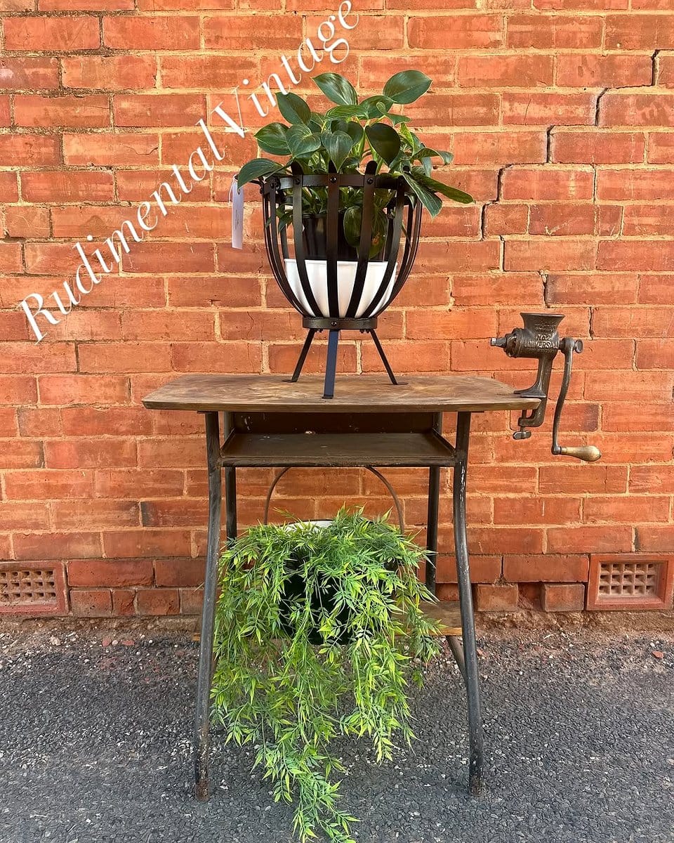 cast iron plant in a rustic pot