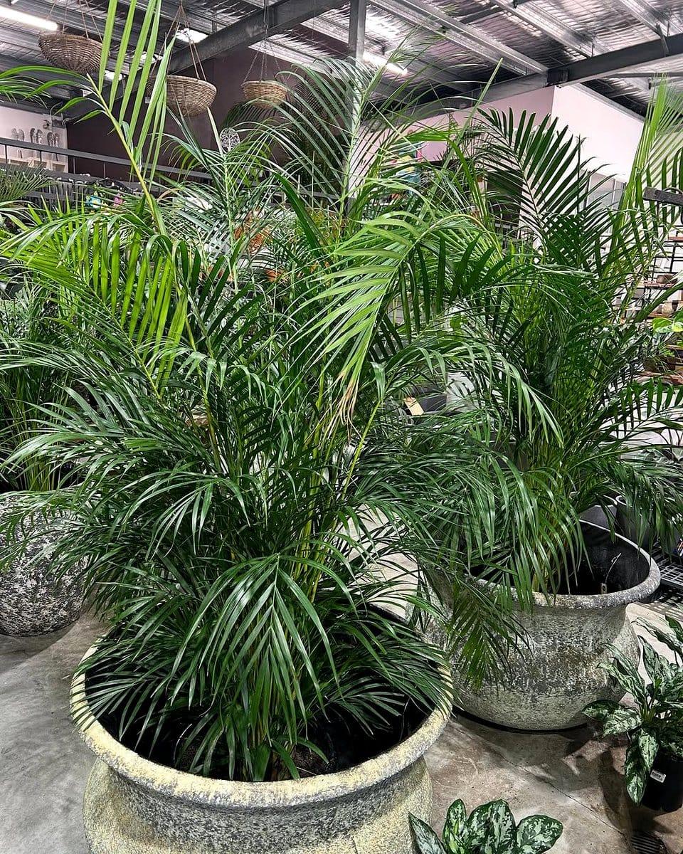 indoor tropical trees in large pots