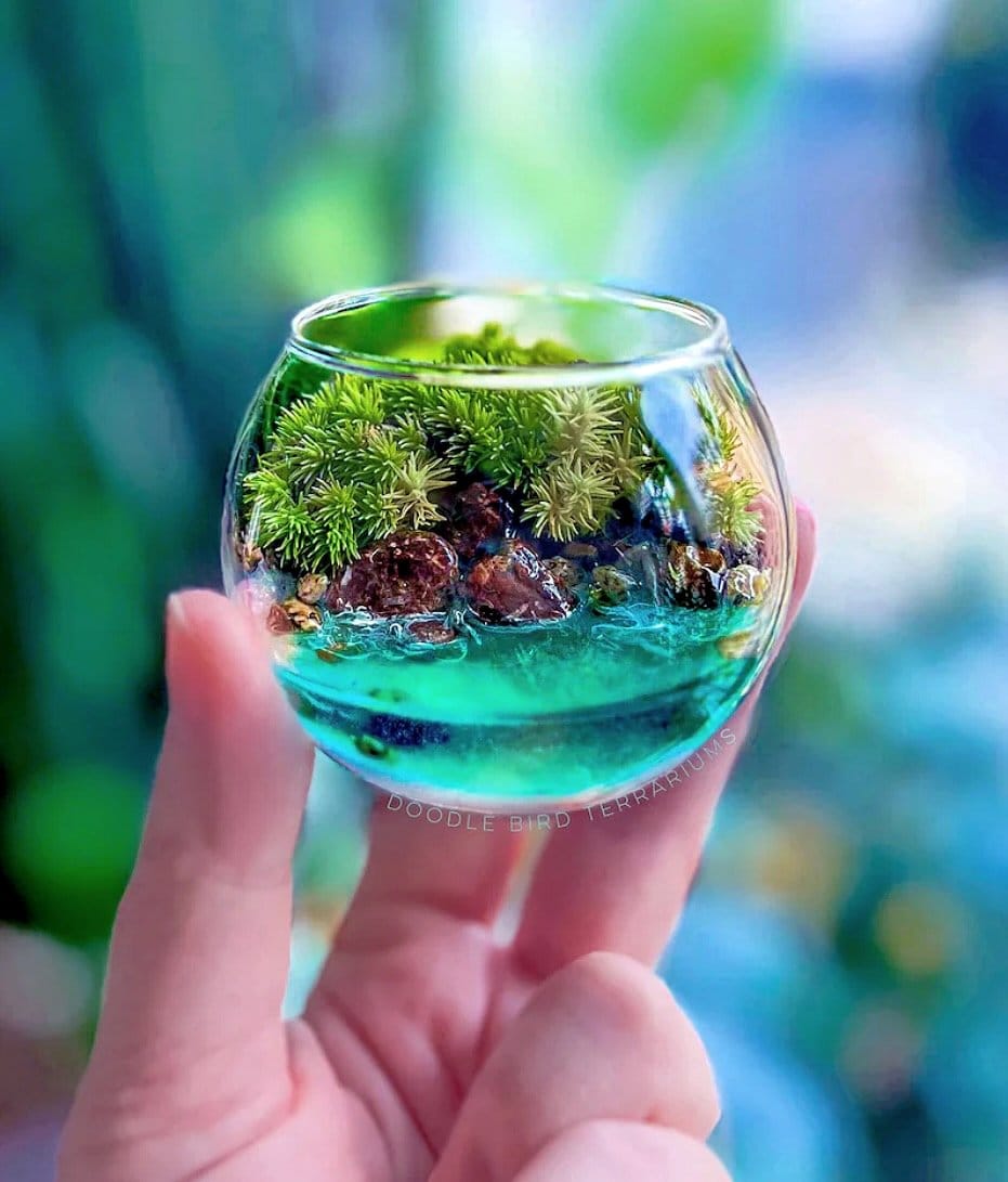 miniature terrarium with moss and tiny plants
