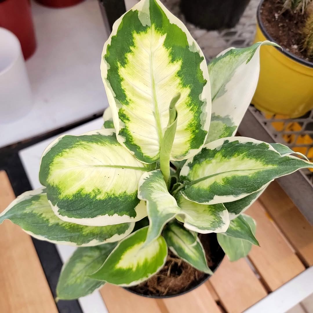 Dieffenbachia 'Camille' with creamy centers