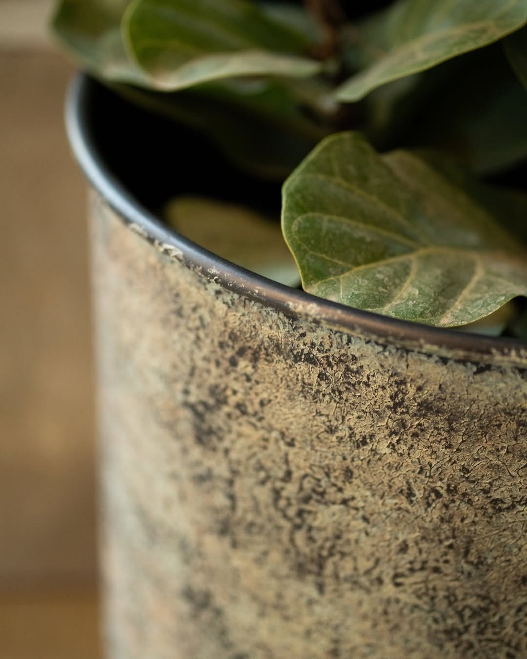 Robust cast iron plant in stoneware pot