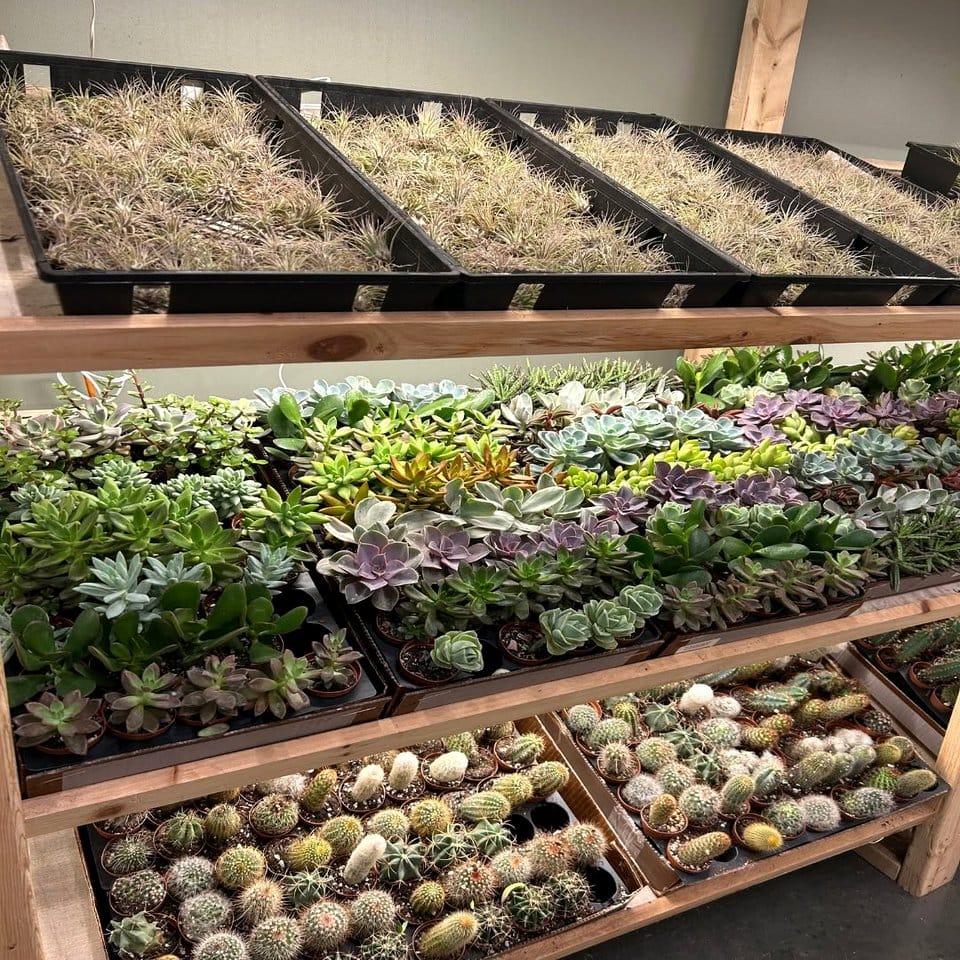 Succulent tower with lava rocks
