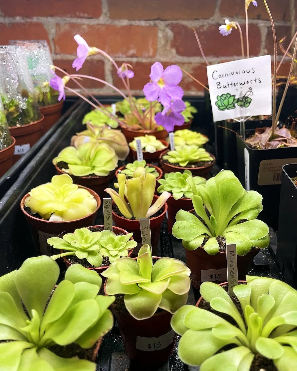 small plants and insects