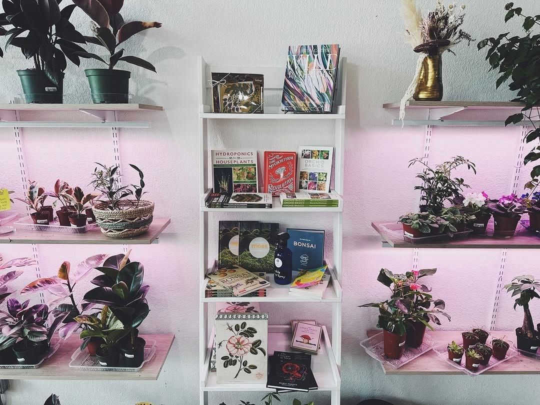 shelf with books and small plants