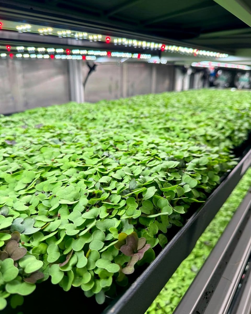 fresh cilantro microgreens in a terracotta planter