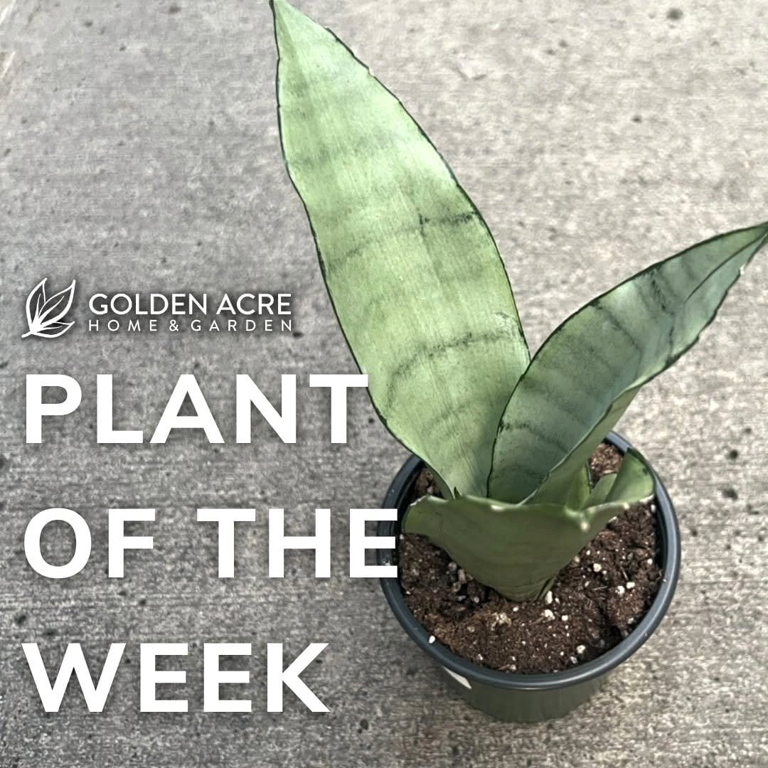 Sansevieria 'Moonshine' with pale leaves