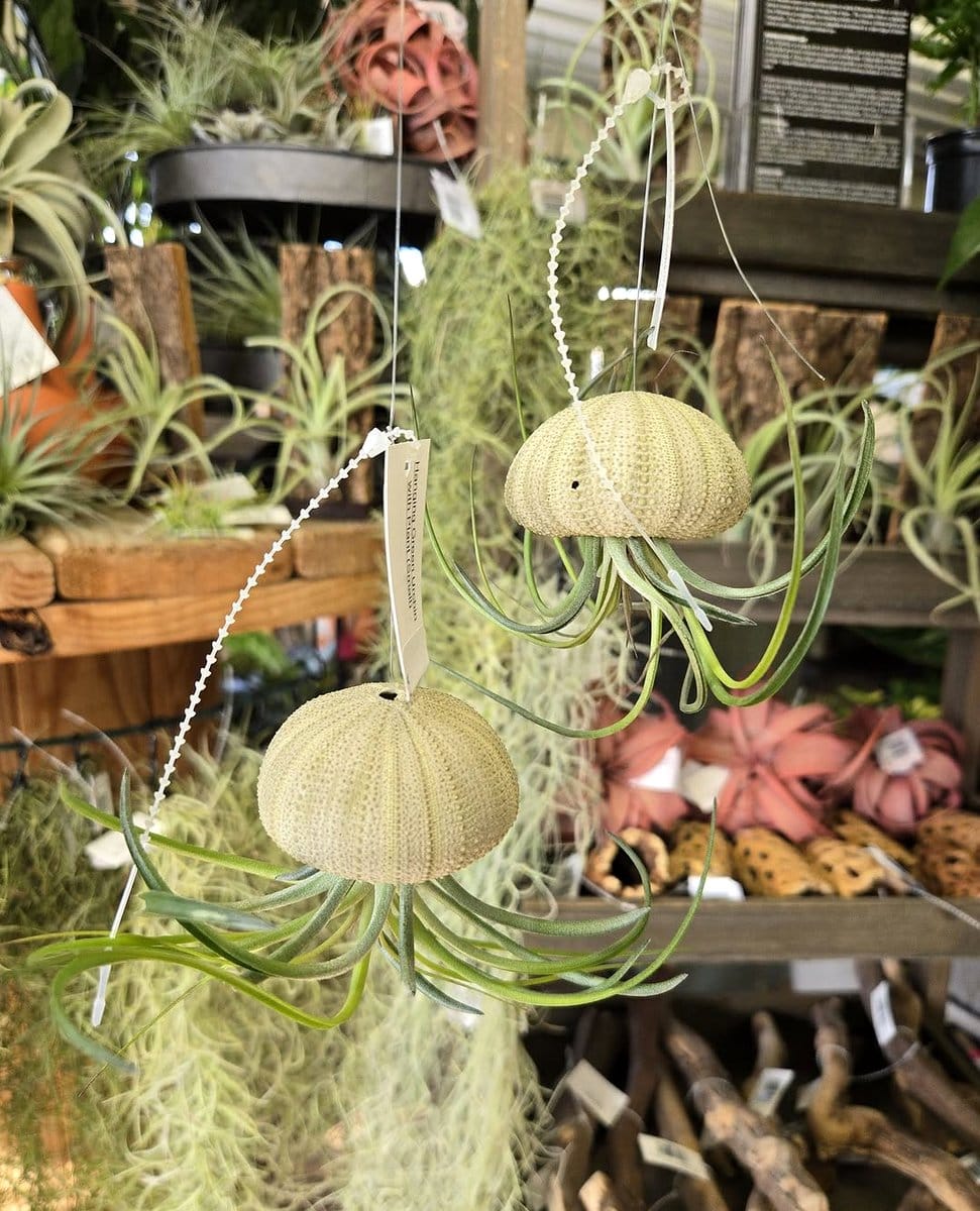 wall-mounted air plant display