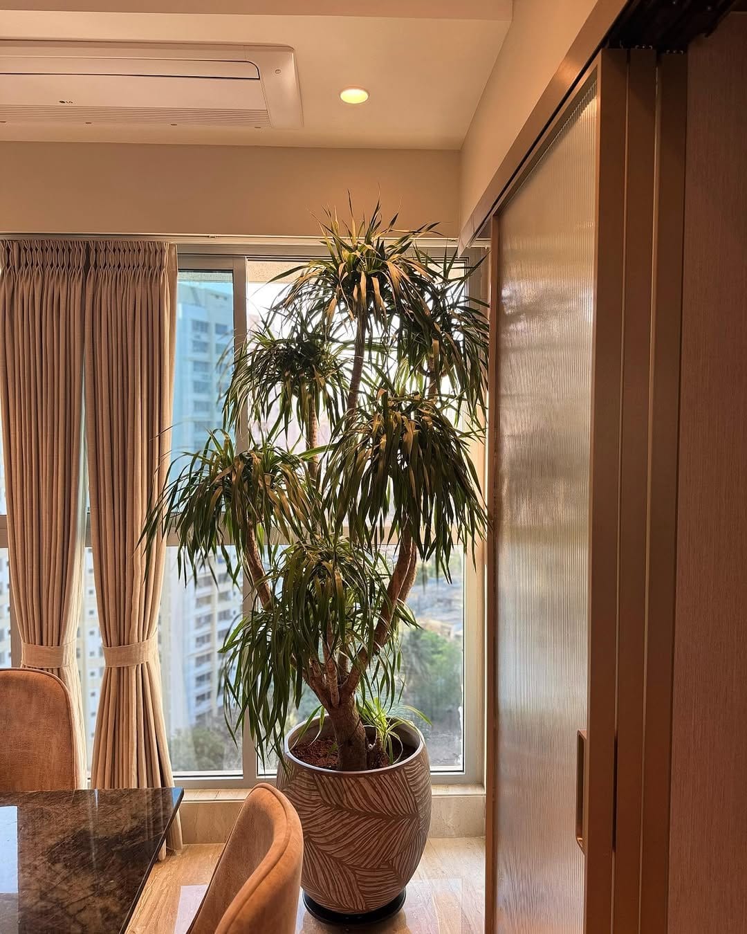 Bamboo palm in tall terracotta planter