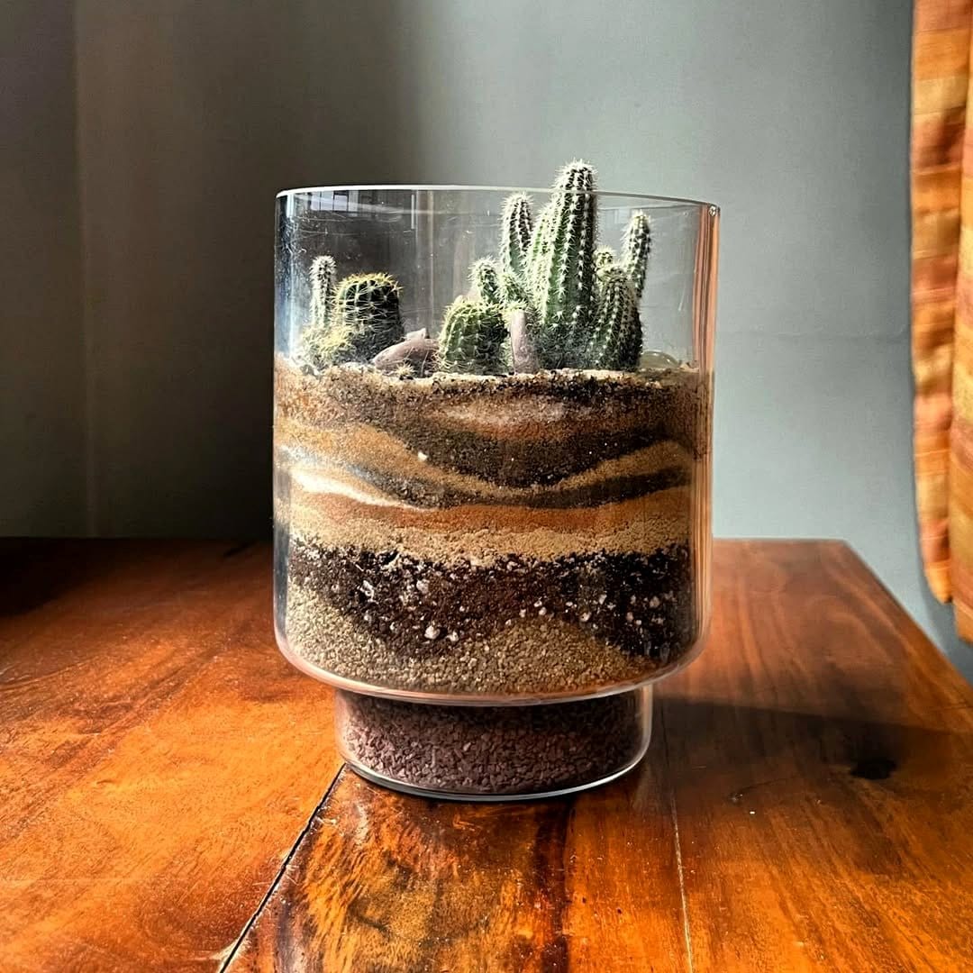 desert cactus terrarium