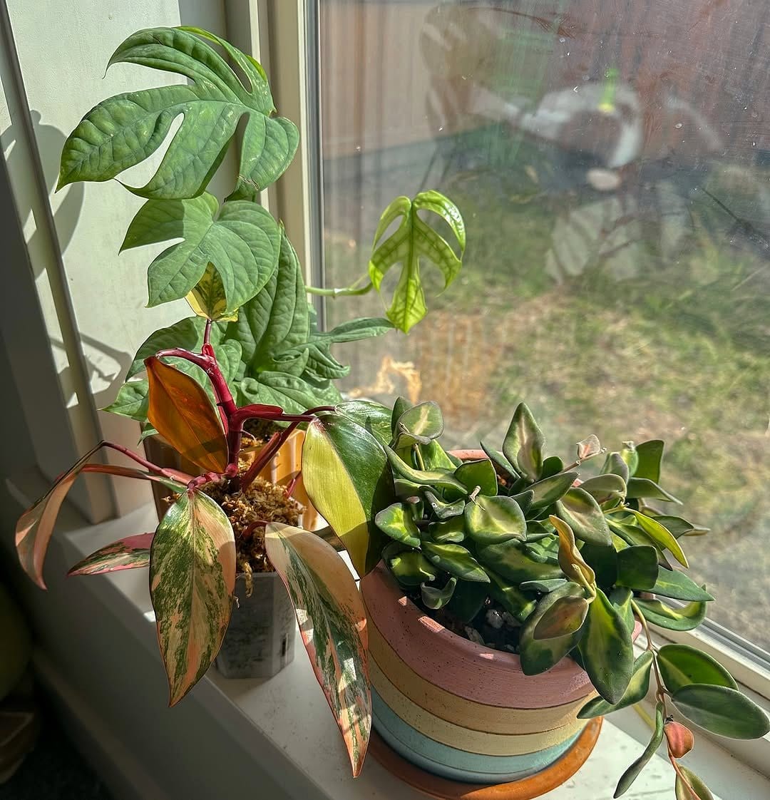 Op art-inspired plant terrarium