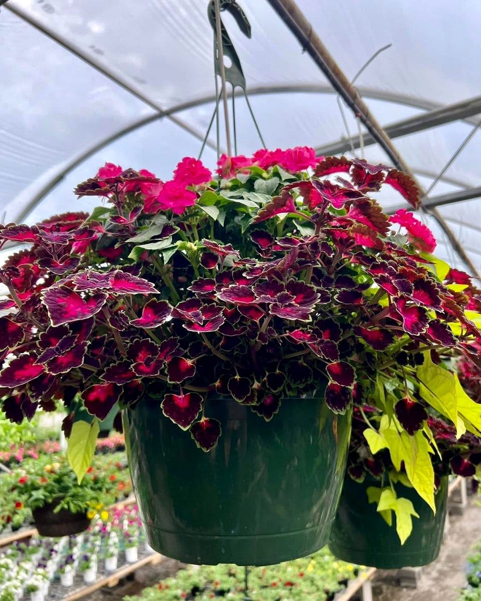 colorful hanging planters