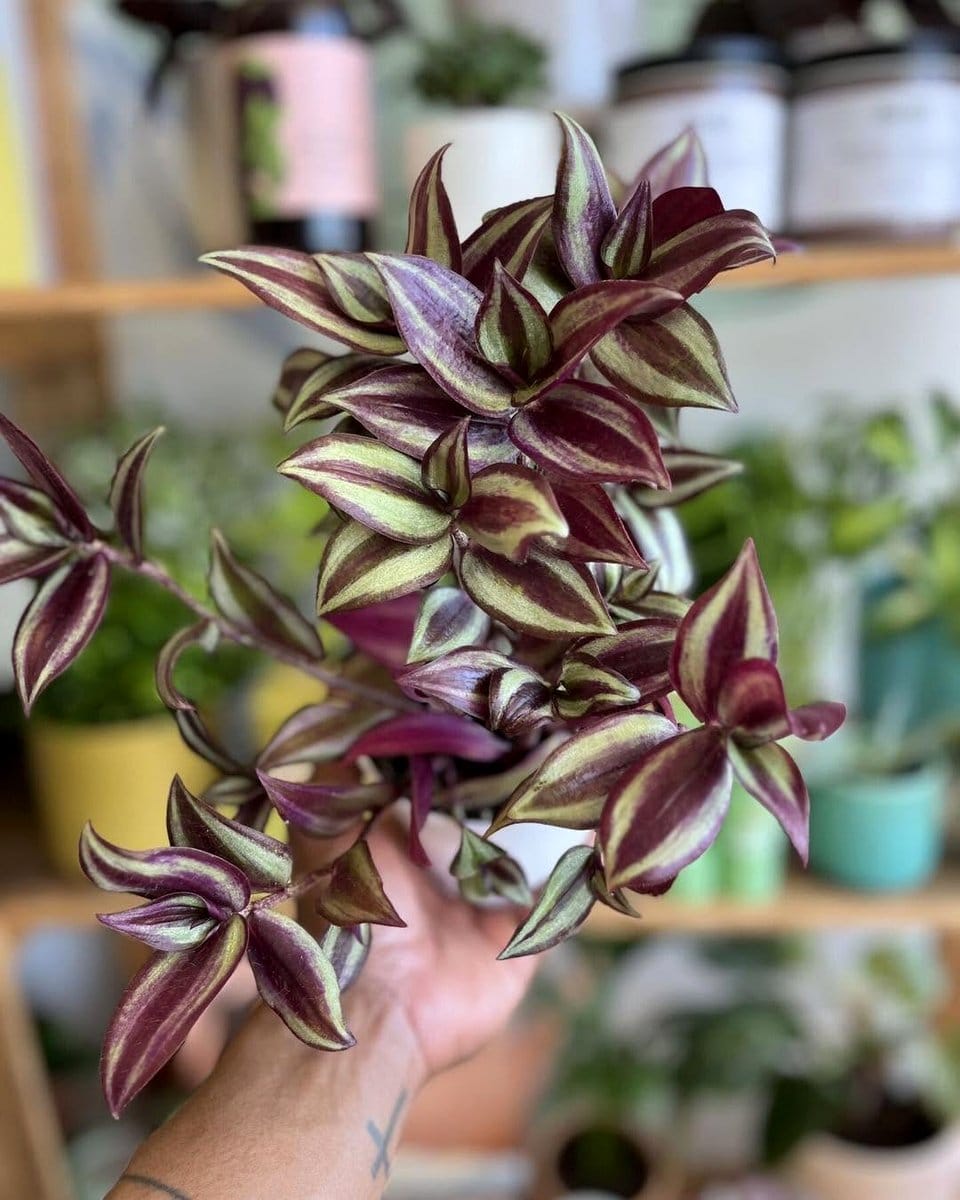 Tradescantia Zebrina with purple stripes