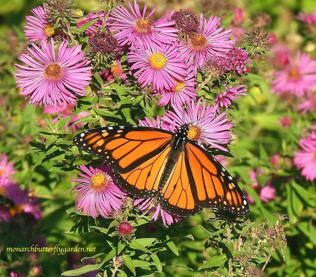 vibrant New England aster flowers