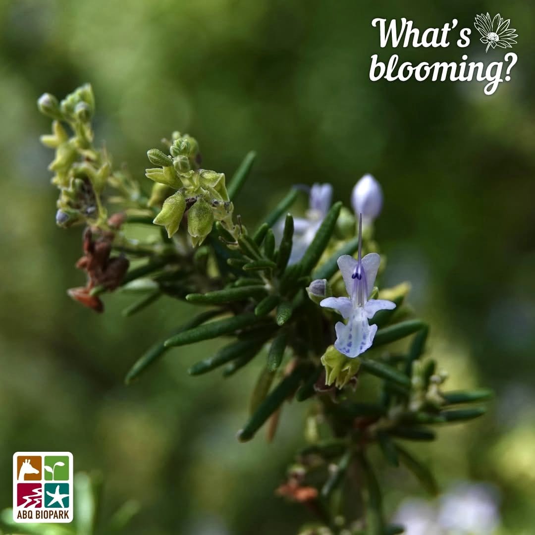 rosemary bush with flowers