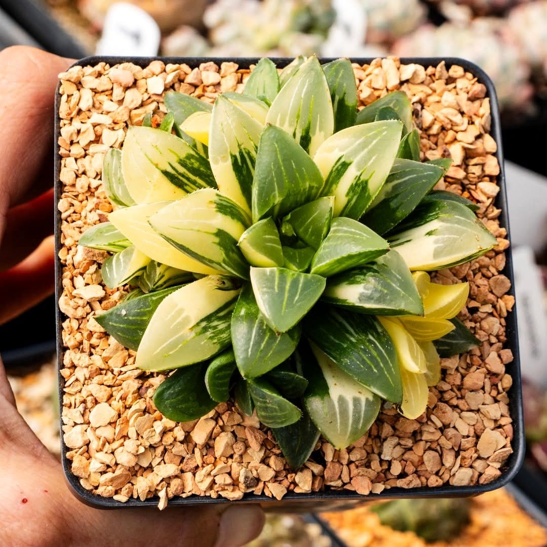 soft glow on succulents