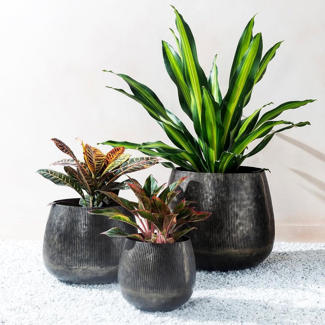 Shiny brass pots with vibrant plants