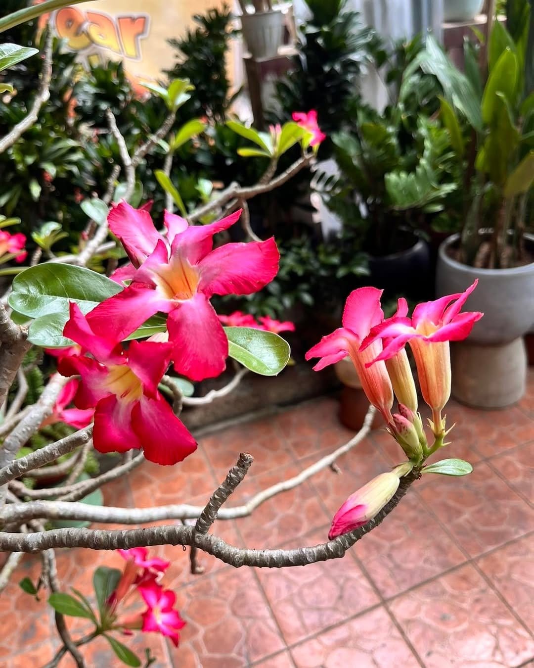 Blooming desert rose in a wide ceramic dish