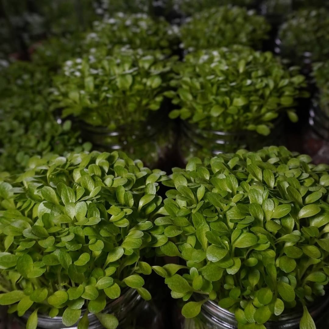 Fresh microgreens in clear mason jars