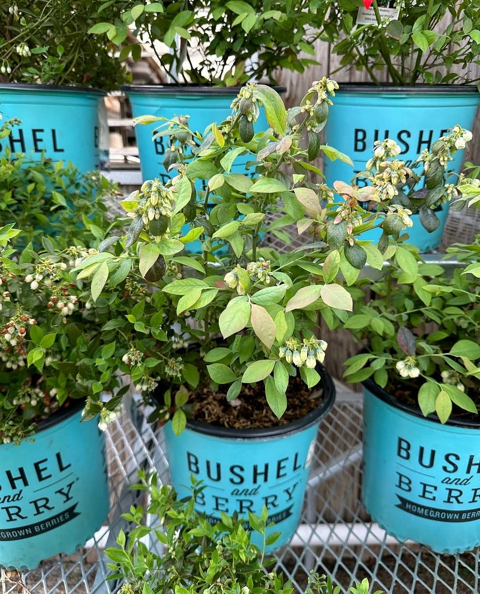 patio compact blueberry bush