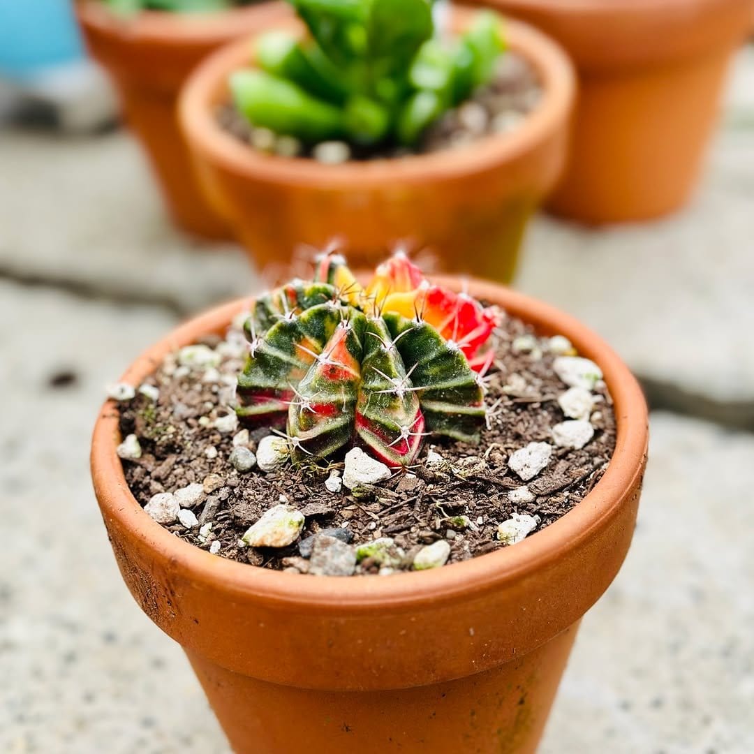 Varied cacti in colorful pots