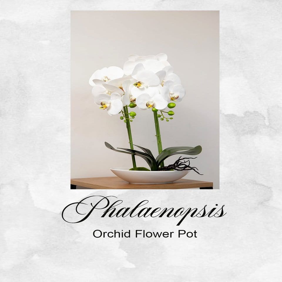 Elegant white orchid in black vase