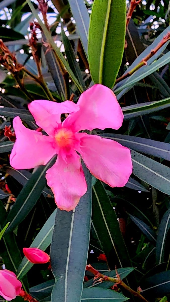 flowering oleander shrub