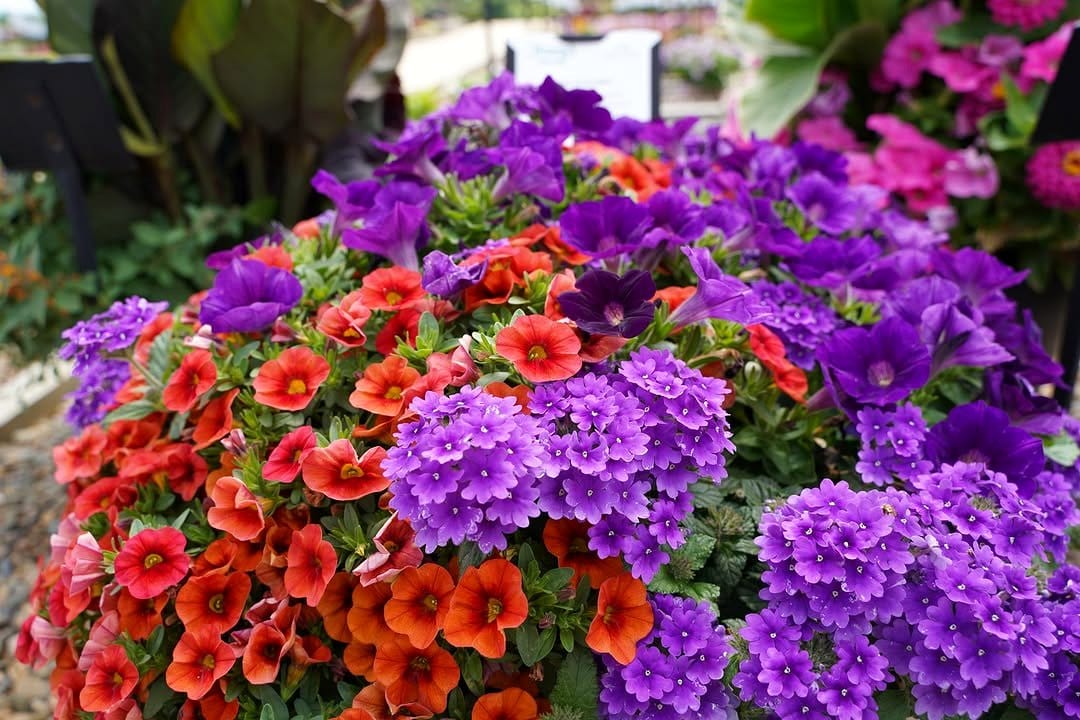 colorful flowers in matching pots