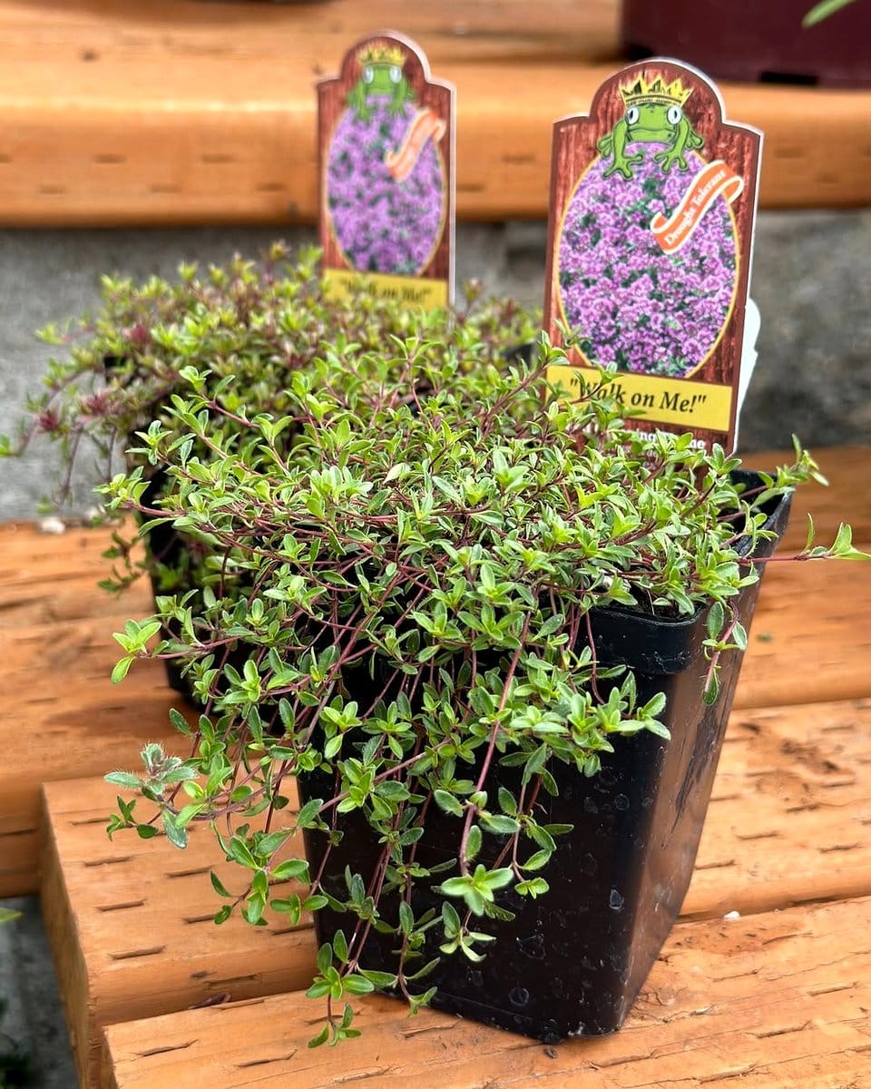 creeping thyme in a shallow pot