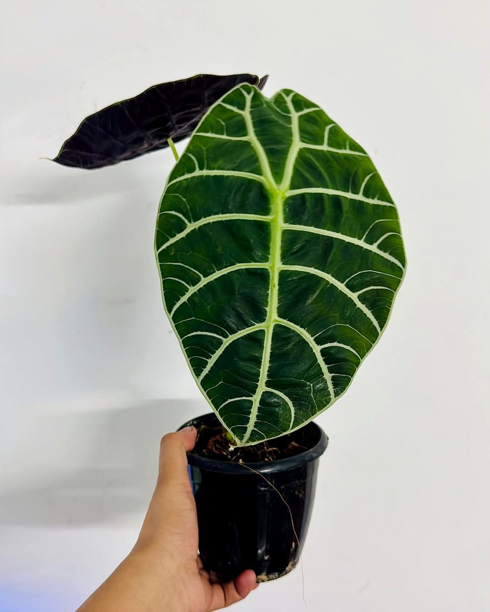 alocasia leaves with striking veins
