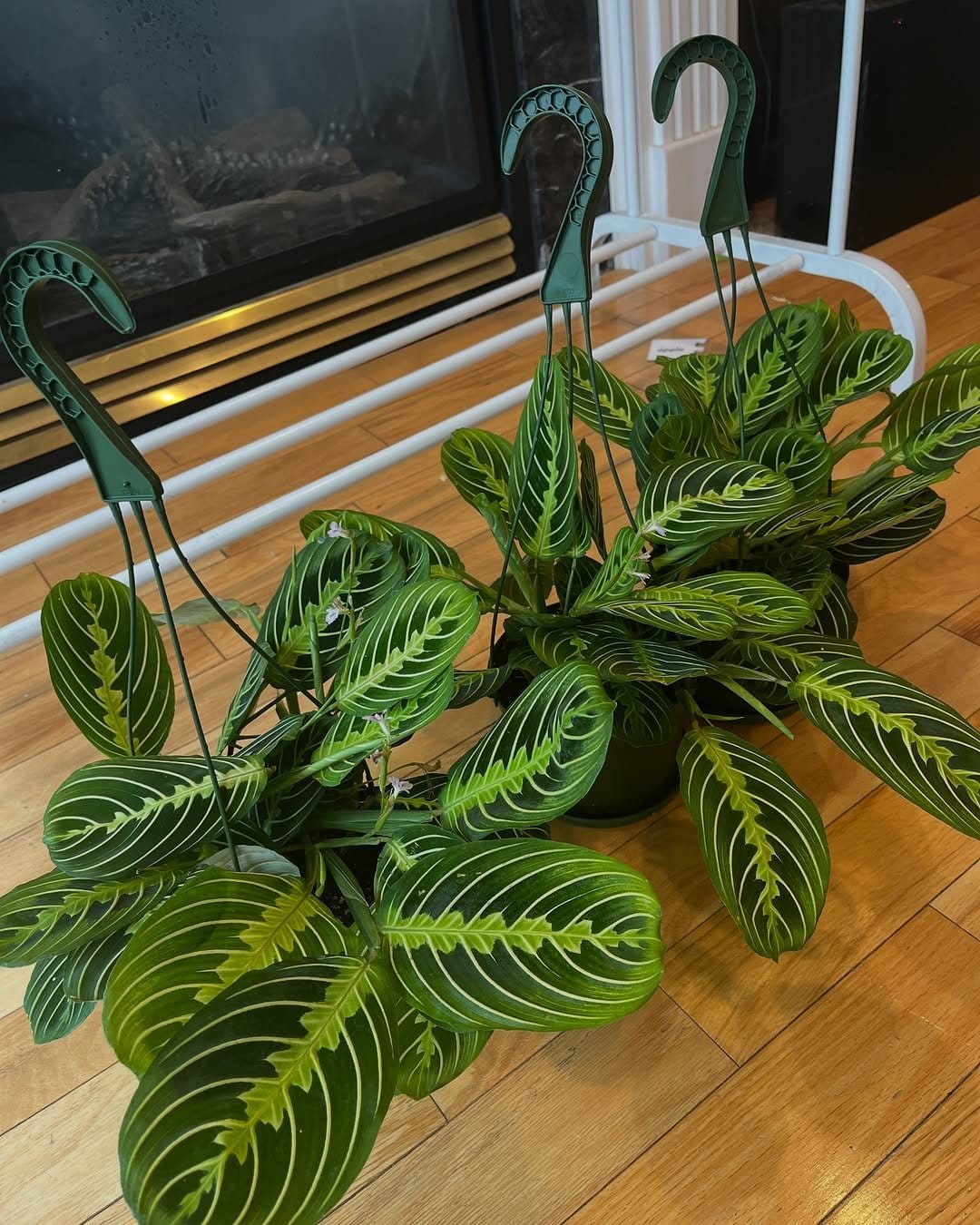 Lush Maranta Leuconeura in hanging basket