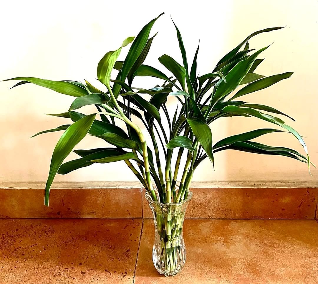 lucky bamboo in glass vase