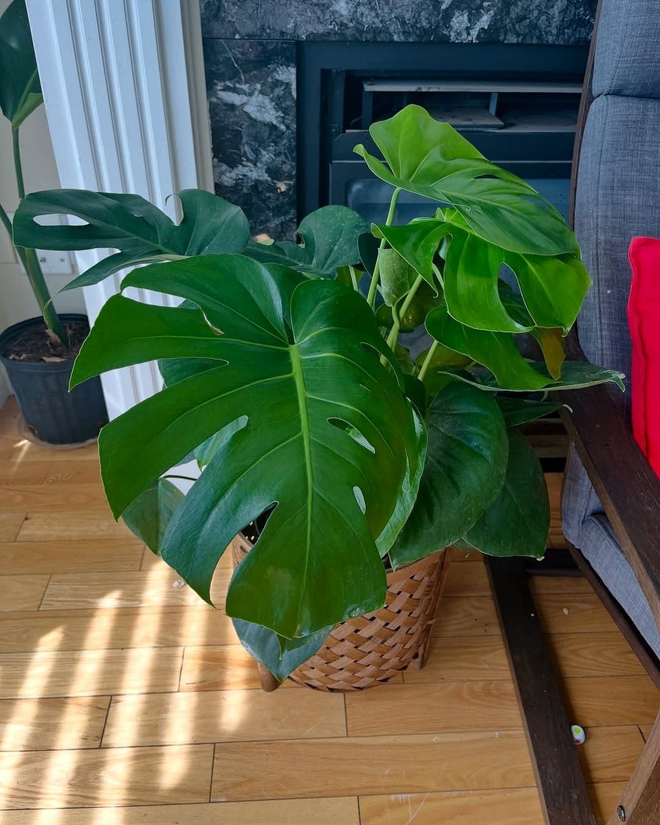 Monstera on corner plant stand