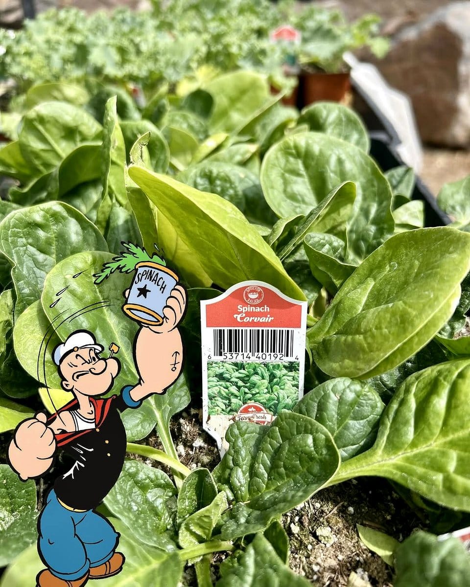 spinach leaves in terracotta pots