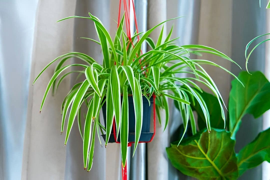 spider plant in home office