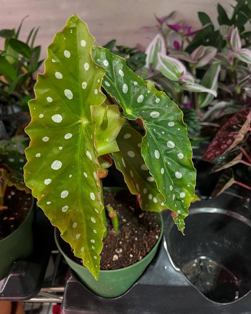 Neon cactus with string fairy lights
