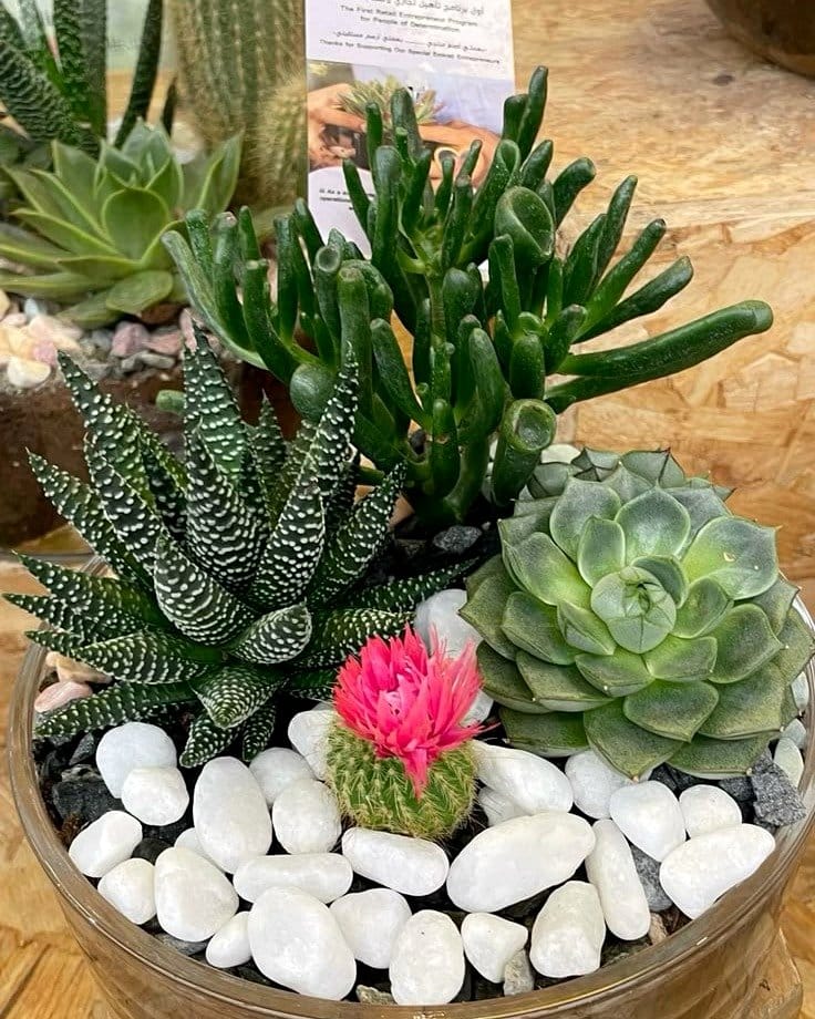 Cacti terrariums with velvet backdrop