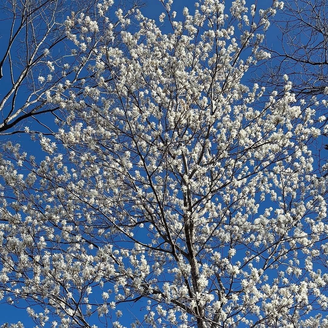 serviceberry shrub with autumn leaves