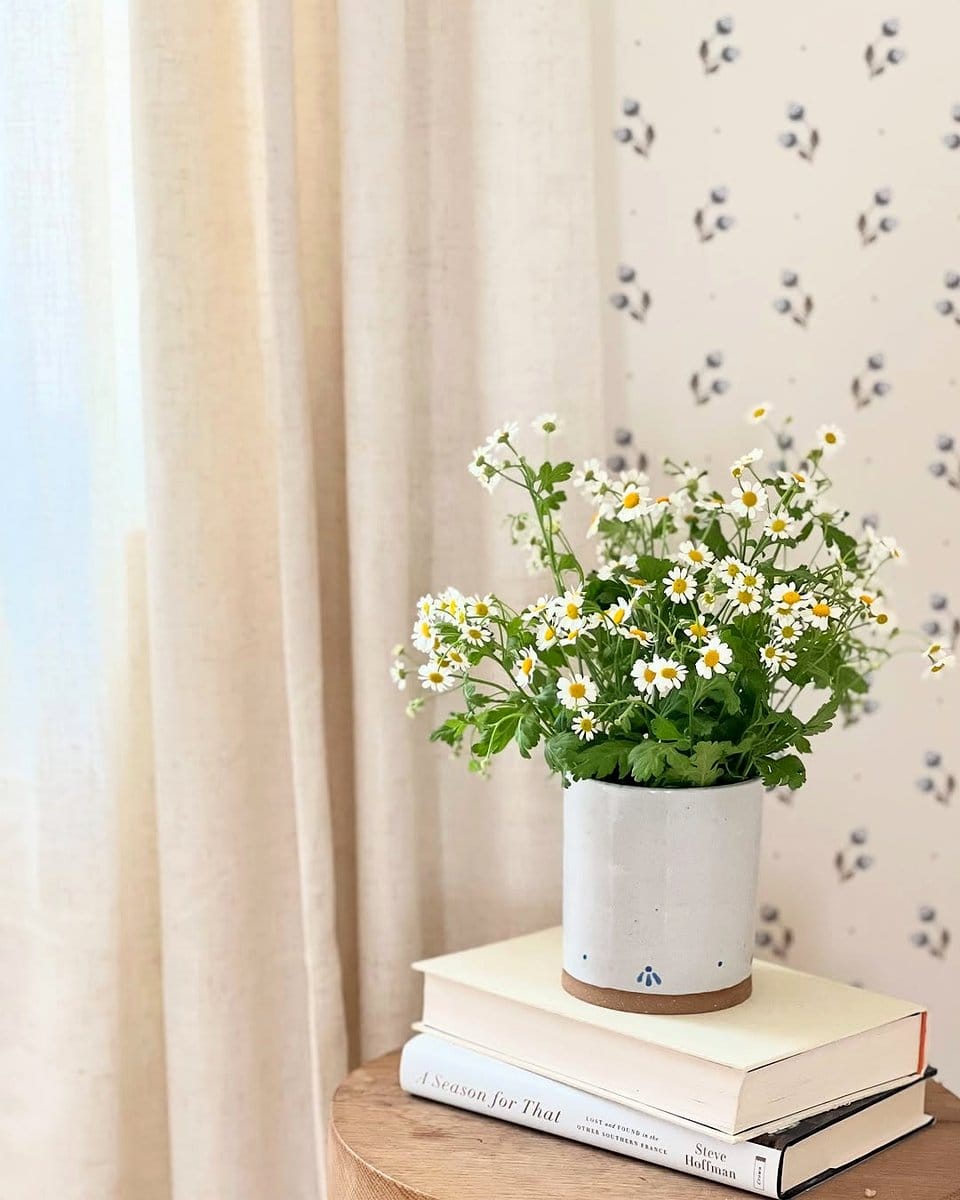 chamomile plant on a kitchen windowsill