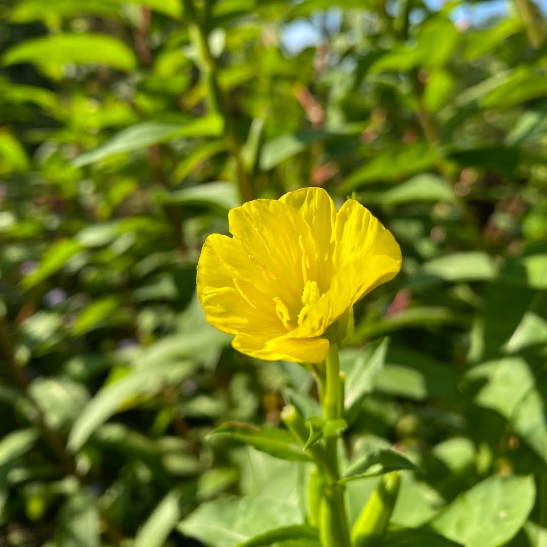 evening primrose flowers in garden