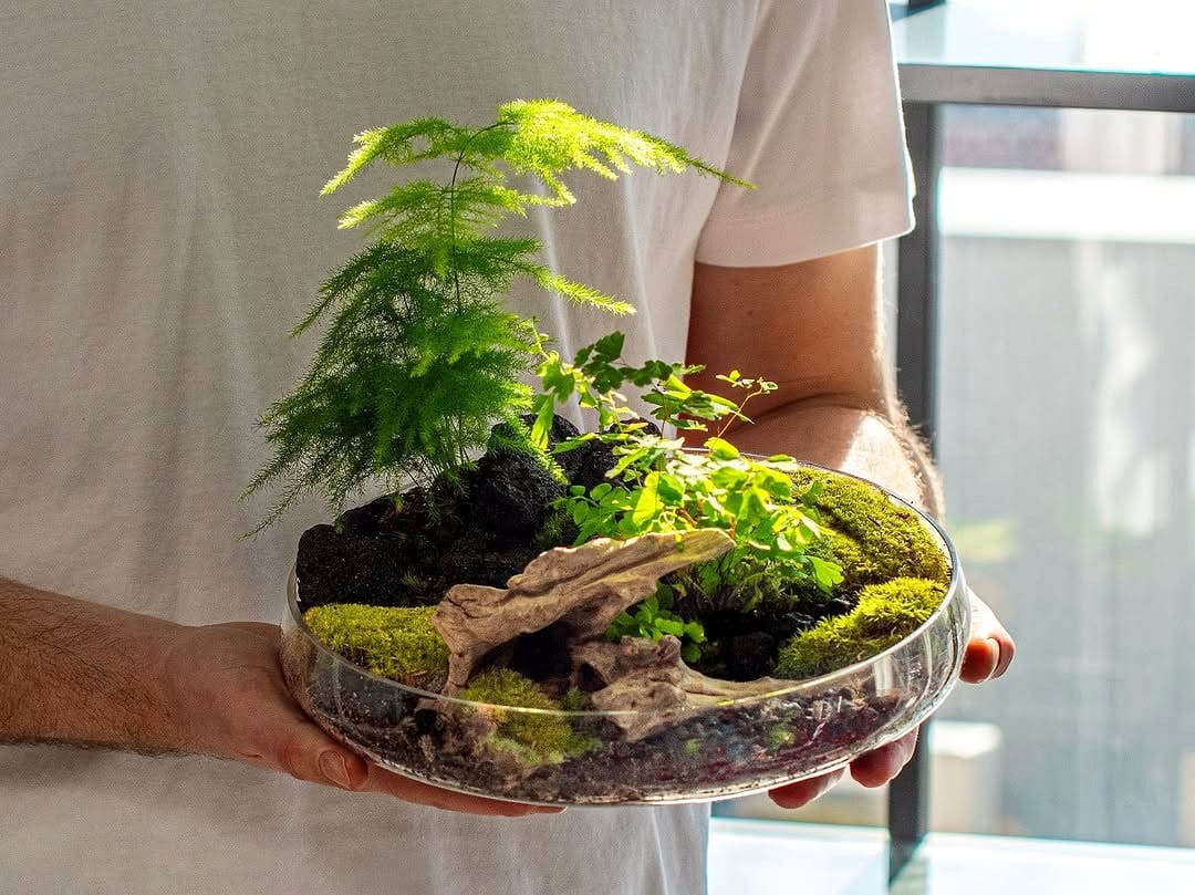 terrarium with moss-wrapped plants