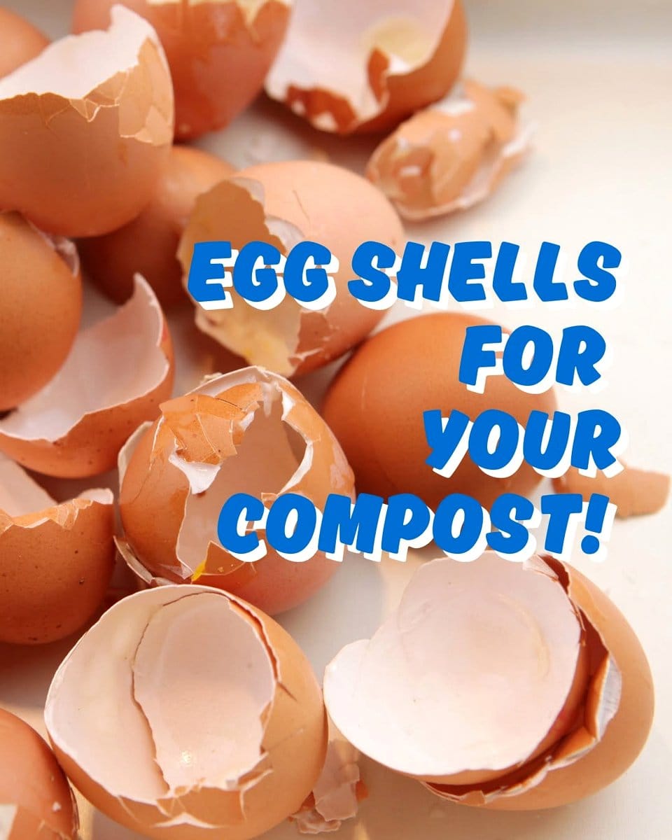 eggshells in compost bin