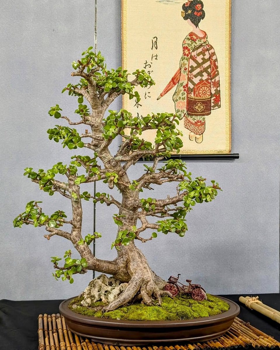 bonsai mounted on driftwood