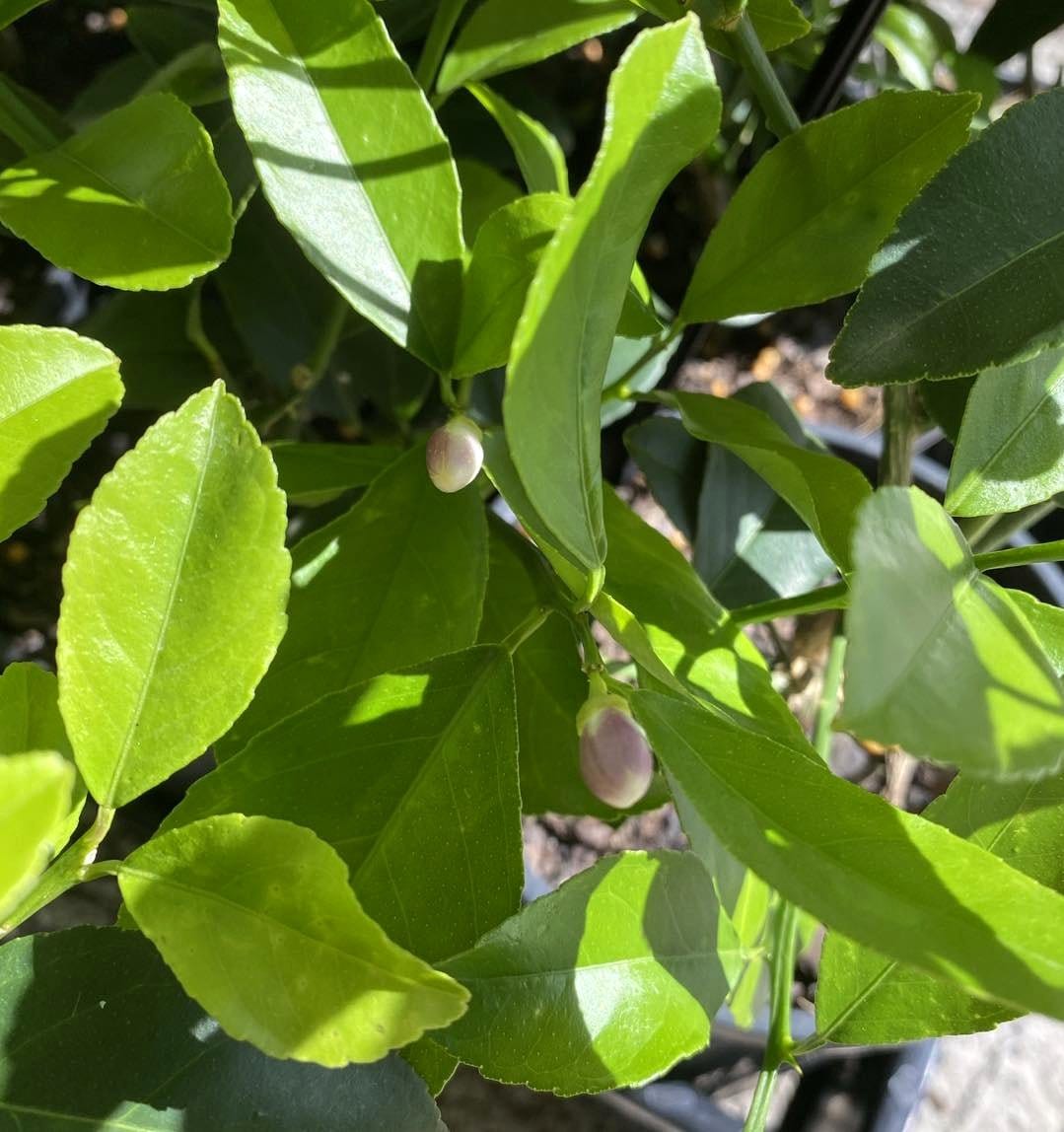 potted lemon tree with fruit