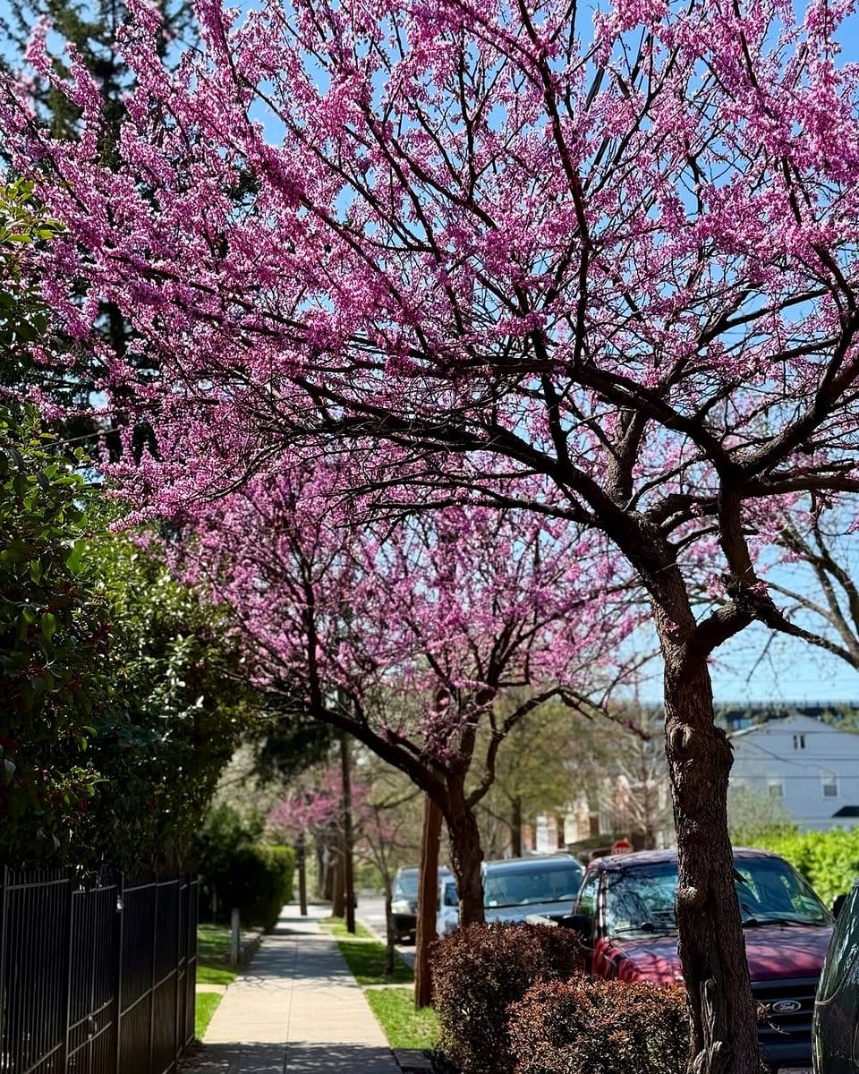 eastern redbud blossoms on city sidewalk