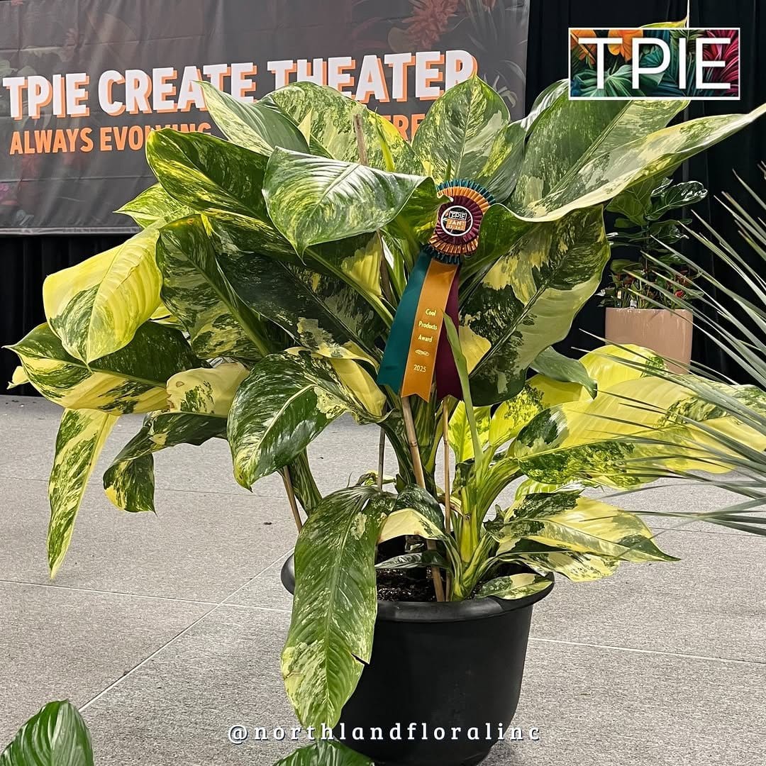 Striking dieffenbachia in ornate planter