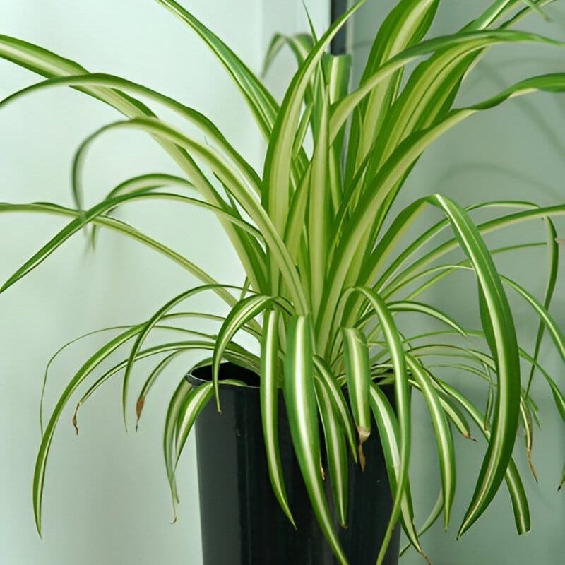 Vibrant spider plants in macrame holders